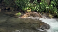 Vídeo: turistas são surpreendidos por sucuri gigante no Mato Grosso do Sul