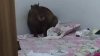 Vídeo: capivara invade casa, sobe em cama e surpreende família em Mato Grosso