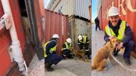 Cachorra que estava presa há dias em contêiner é resgatada nos EUA; veja vídeo