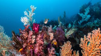Através de um satélite foi descoberto uma área de 348 mil quilômetros quadrados de recifes de coral rasos
