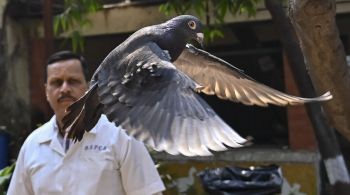 Animal foi capturado perto de um porto em Mumbai e tinha uma mensagem escrita nas asas do pombo em palavras que pareciam ser chinesas