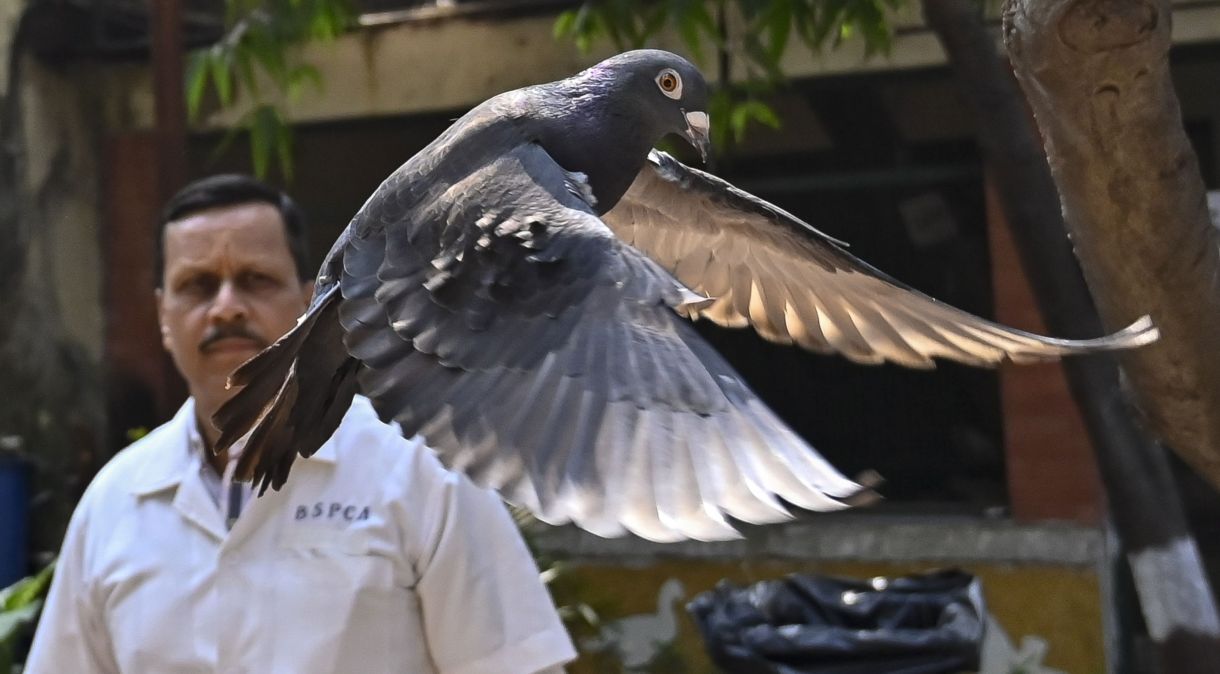 Coronel Dr. BB Kularni libertou o pombo detido após obter autorização do Departamento de Polícia, em 30 de janeiro de 2024, em Mumbai, na Índia.