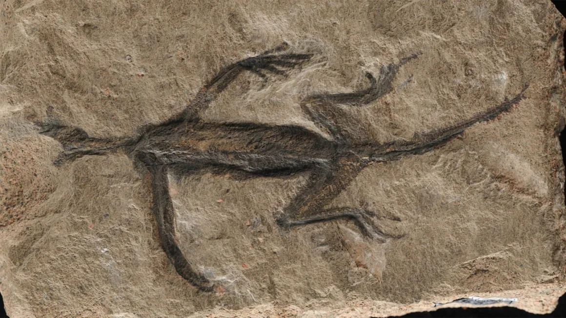 O fóssil, descoberto em 1931, era considerado um réptil antigo. Agora, os investigadores questionam a sua verdadeira natureza