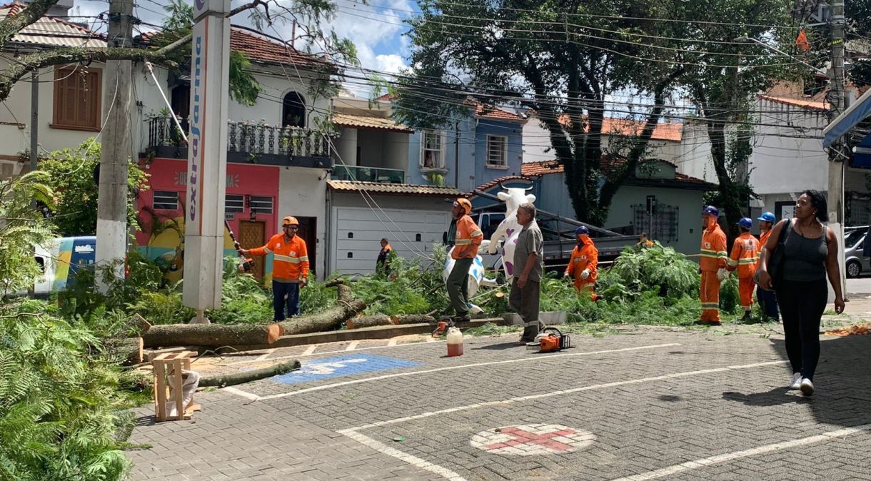 Árvore cai na Vila Mariana, bairro de SP, após fortes chuvas