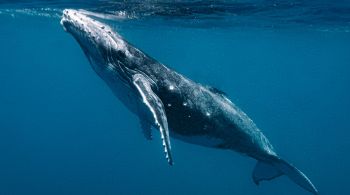 Entender como as baleias vocalizam pode ajudar a obter uma melhor compreensão de como a poluição sonora nas águas marinhas afeta os animais