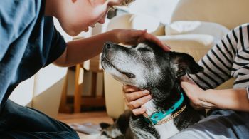 Cães de face plana ou braquicefálicos se saíram mal em estudo sobre expectativa de vida