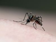 Belo Horizonte decreta situação de emergência pela dengue