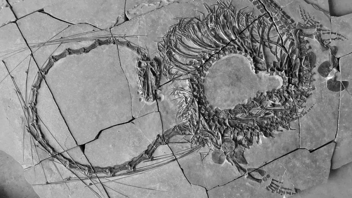 Fóssil de 240 milhões de anos descoberto por cientistas revela um "dragão"