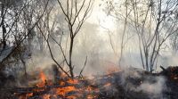 Roraima tem 22% dos focos de queimada de todo o país