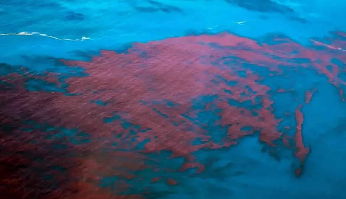 Maré vermelha é um fenômeno provocado pelo crescimento excessivo de algas que liberam ou não toxinas