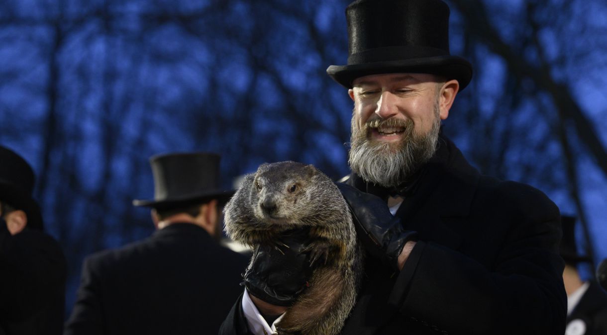 Marmota que "prevê" o clima, durante a 138ª celebração do Dia da Marmota