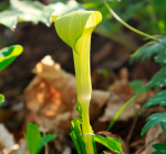 Planta mortal mata polinizadores, mas cuida de seus filhotes