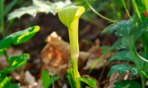 Planta mortal mata polinizadores, mas cuida de seus filhotes