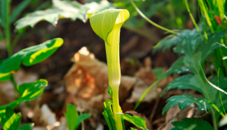 Planta mortal mata polinizadores, mas cuida de seus filhotes