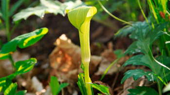 Planta mortal mata polinizadores, mas também cuida de seus "filhotes", fazendo a relação ser mutuamente benéfica; entenda 