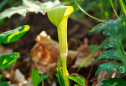 Planta mortal mata polinizadores, mas cuida de seus filhotes