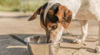Quem tem animais de estimação em casa deve manter o potinho sempre higienizado; veja outros cuidados essenciais