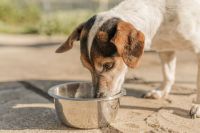 Cachorros e gatos só poderão ser vendidos após 4 meses de vida em SP; entenda a nova lei