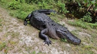 Casal flagra crocodilo gigante durante caminhada na Flórida; veja o registro 