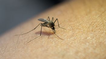 País registrou 1.684.781 casos prováveis de dengue até esta sexta-feira (15)
