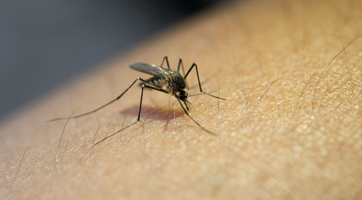 Oito estados e o Distrito Federal declararam estado de emergência devido à dengue no país até esta sexta-feira (14).