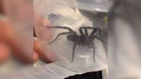 Mãe encontra aranha-armadeira em caixa de brinquedos do filho em MG