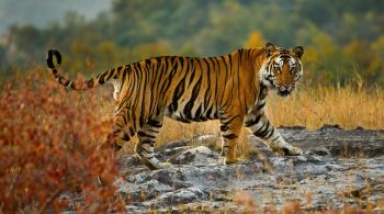 Sistema de mapeamento fornece aos países onde vivem tigres as informações necessárias para identificar áreas prioritárias e monitorar mudanças no habitat