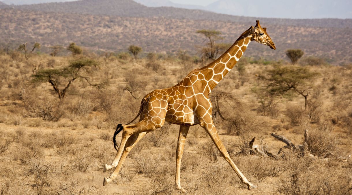 Algumas girafas começaram a correr durante o evento, indicando um certo nível de ansiedade
