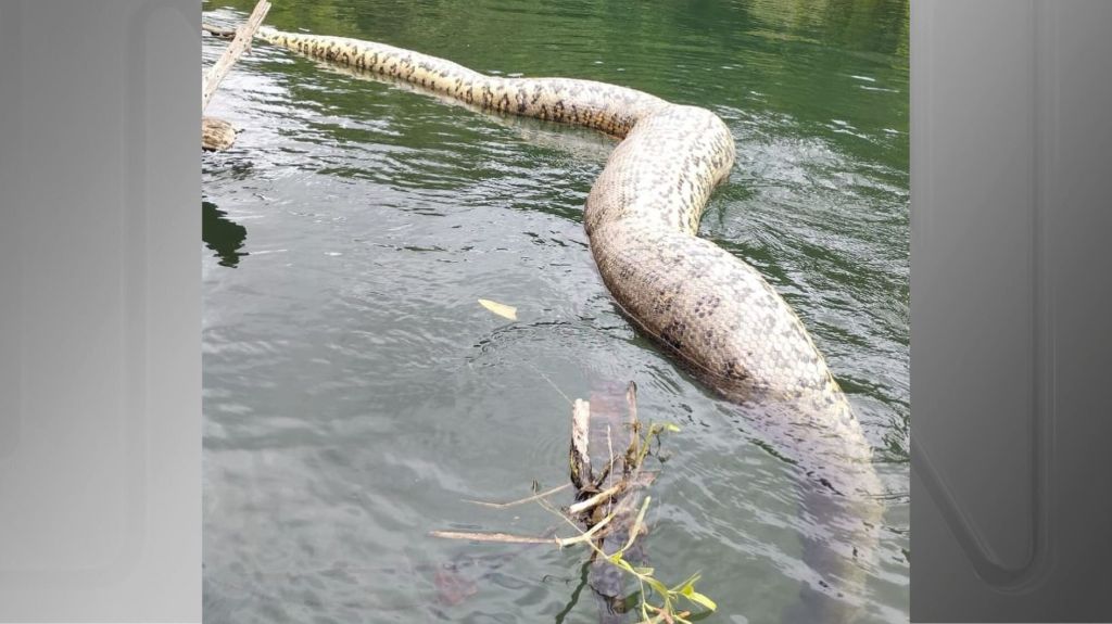 Sucuri foi encontrada morta no rio Formoso, no Mato Grosso do Sul