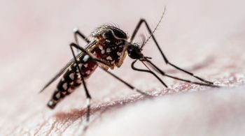 Infecção pelo mosquito Aedes aegypti pode ser uma potencial causadora do impacto na saúde mental a curto e longo prazo