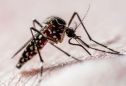 Número de mortos pela dengue em SP em 2025 passa de 100