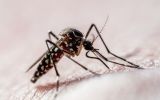Aedes aegypti é o mosquito transmissor da dengue, zika e chikungunya
