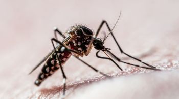 Pesquisador relacionou a expansão dos casos de dengue pelo país ao aumento das temperaturas