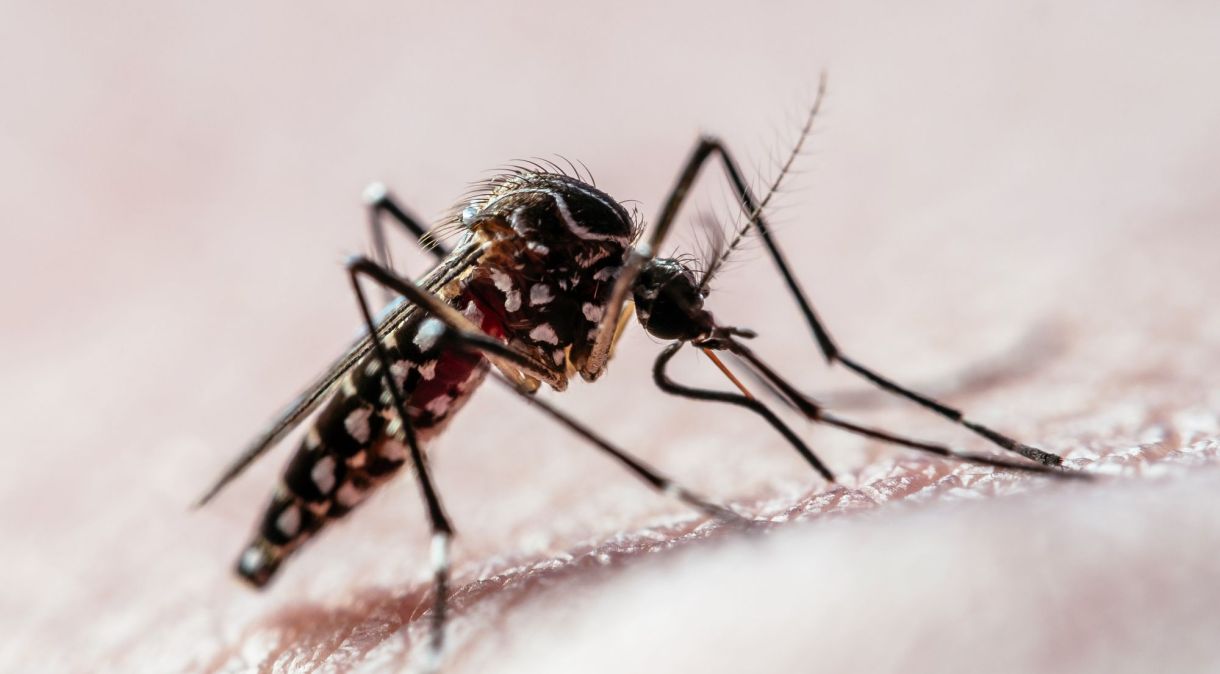 Aedes aegypti é o mosquito transmissor da dengue, zika e chikungunya