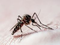 Brasil ultrapassa 1,2 milhão de casos de dengue