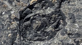 Fósseis foram encontrados em altos penhascos de arenito no lado sul do Canal de Bristol, perto de Minehead, na Inglaterra