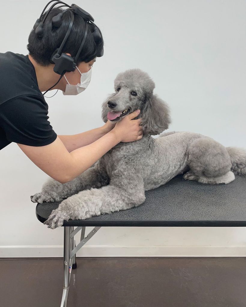 Um participante do estudo faz carinho no poodle envolvido na pesquisa.