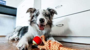 Estudo mostrou que os cães podem fazer uma representação mental ao escutar o nome de algo com o qual estão habituados