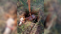 Bombeiros resgatam cavalo de uma fossa, em Minas Gerais