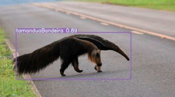 Pesquisadores treinaram modelo de visão computacional para identificar os mamíferos da fauna brasileira mais atropelados nas estradas do país