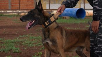Animal, que foi treinado no estado de Mato Grosso, é considerado especialista em farejamento e recaptura humana