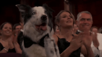 Cachorro de "Anatomia de uma Queda" entregou muita fofura na plateia da premiação