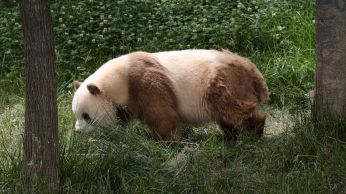 Estudo analisou a genética de vários pandas na natureza e criados em cativeiro