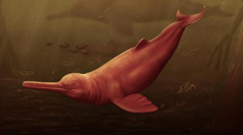 Análise do antigo golfinho pelos paleontólogos aponta que seu corpo teria medido pelo menos 3,5 metros de comprimento