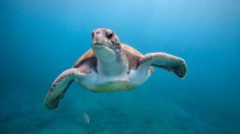 No sábado (9), foram confirmadas as mortes de 9 pessoas que haviam consumido carne de tartaruga marinha; entenda