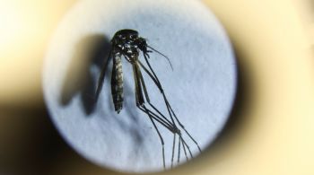 No Brasil, somente neste ano, morreram 1544 pessoas vítimas da dengue