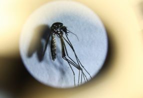 No Brasil, somente neste ano, morreram 1544 pessoas vítimas da dengue