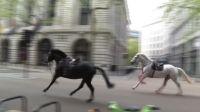 Vídeo: Cavalos correm soltos pelo centro de Londres e deixam vários feridos