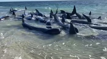 Grupo de até 160 baleias-piloto se espalharam por cerca de 500 metros, e 26 delas morreram, segundo autoridades 
