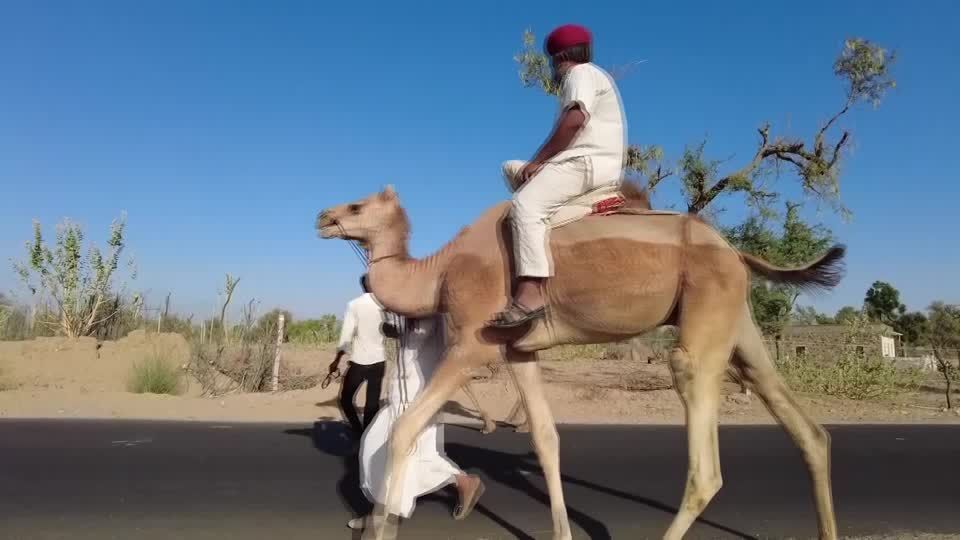 Eleitores cavalgam camelos até os locais de votação na segunda fase das eleições na Índia.